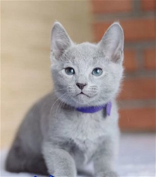 Blauwe Rus kittens met stamboom - 4
