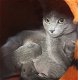 Blauwe Rus kittens met stamboom - 6 - Thumbnail