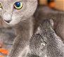 Blauwe Rus kittens met stamboom - 7 - Thumbnail