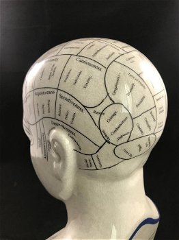 PHRENOLOGY , hoofd - 3