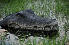 krokodil , hoofd van krokodil