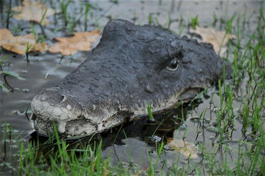 krokodil , hoofd van krokodil - 1