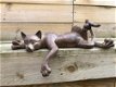 katten beeld , kat , poes - 0 - Thumbnail