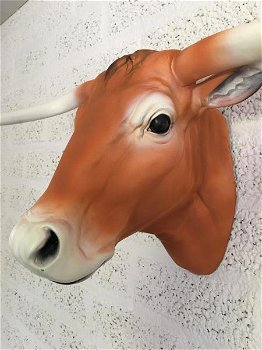 longhorn , stier , stierenkop - 4