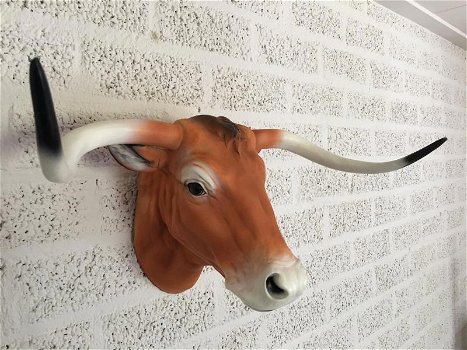 longhorn , stier , stierenkop - 5