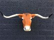 longhorn , stier , stierenkop - 6 - Thumbnail