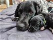 Friese stabij pups - 1 - Thumbnail