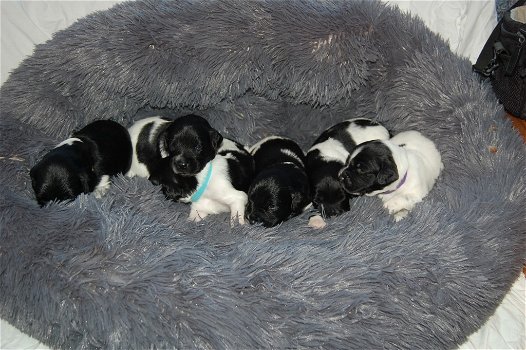 Friese stabij pups - 2