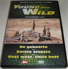 Dvd *** YOUNG AND WILD *** Deel 1