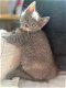 Mooie kittens Blauwe rus/ Britse korthaar - 0 - Thumbnail