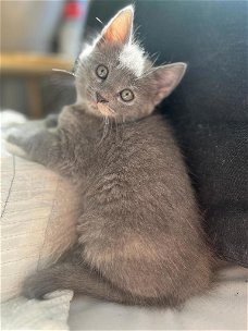 Mooie kittens Blauwe rus/ Britse korthaar