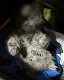 Mooie kittens Blauwe rus/ Britse korthaar - 1 - Thumbnail