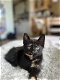 Mooie kittens Blauwe rus/ Britse korthaar - 4 - Thumbnail