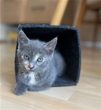 Mooie kittens Blauwe rus/ Britse korthaar - 3