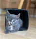 Mooie kittens Blauwe rus/ Britse korthaar - 3 - Thumbnail