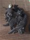 Mooie kittens Blauwe rus/ Britse korthaar - 2 - Thumbnail