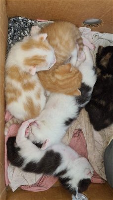 Britsekorthaar Mix Kittens Te Koop