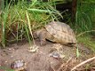 schildpadden te koop - 0 - Thumbnail