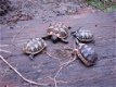 schildpadden te koop - 1 - Thumbnail