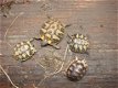 schildpadden te koop - 2 - Thumbnail