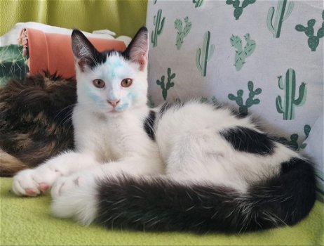 5 Prachtig lieve Maine Coon kittens raszuiver - 0