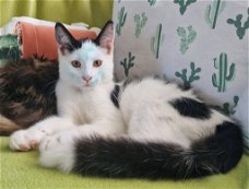 5 Prachtig lieve Maine Coon kittens raszuiver
