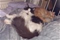 5 Prachtig lieve Maine Coon kittens raszuiver - 1 - Thumbnail