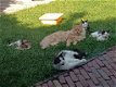 5 Prachtig lieve Maine Coon kittens raszuiver - 2 - Thumbnail