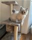 Ragdoll kitten ter adoptie <3 - 0 - Thumbnail