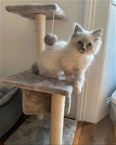 Ragdoll kitten ter adoptie <3