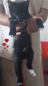 Kitten 9 weken - 0
