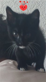 Kitten 9 weken - 1