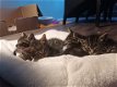 Schattige Kittens - 1 - Thumbnail
