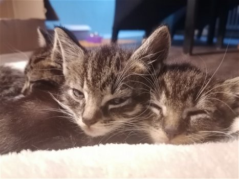 Schattige Kittens - 3