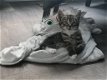 Schattige Kittens - 6 - Thumbnail