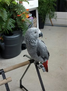 Grijze roodstaart papegaai - 3