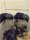 Hyacinth Macaws, African Grey, Amazon, Cockatoo en andere exoti vogels… - 0 - Thumbnail