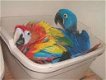 Hyacinth Macaws, African Grey, Amazon, Cockatoo en andere exoti vogels… - 1 - Thumbnail