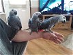 Hyacinth Macaws, African Grey, Amazon, Cockatoo en andere exoti vogels… - 2 - Thumbnail