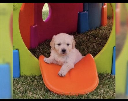 Rasechte Golden Retriever-pups - 1