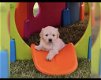 Rasechte Golden Retriever-pups - 1 - Thumbnail