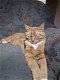 Lieve katten zoeken een gouden mandje - 2 - Thumbnail