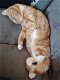Lieve katten zoeken een gouden mandje - 3 - Thumbnail