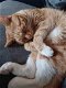 Lieve katten zoeken een gouden mandje - 4 - Thumbnail