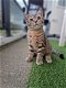 Brits Korthaar kitten - 0 - Thumbnail