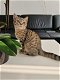 Brits Korthaar kitten - 1 - Thumbnail