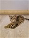 Brits Korthaar kitten - 2 - Thumbnail