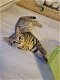 Brits Korthaar kitten - 3 - Thumbnail