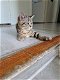 Brits Korthaar kitten - 5 - Thumbnail