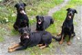 Honden uitlaatservice Friesland - 4 - Thumbnail